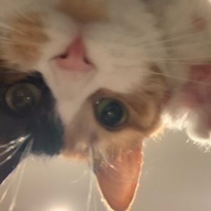 Meet your Posher, Lily